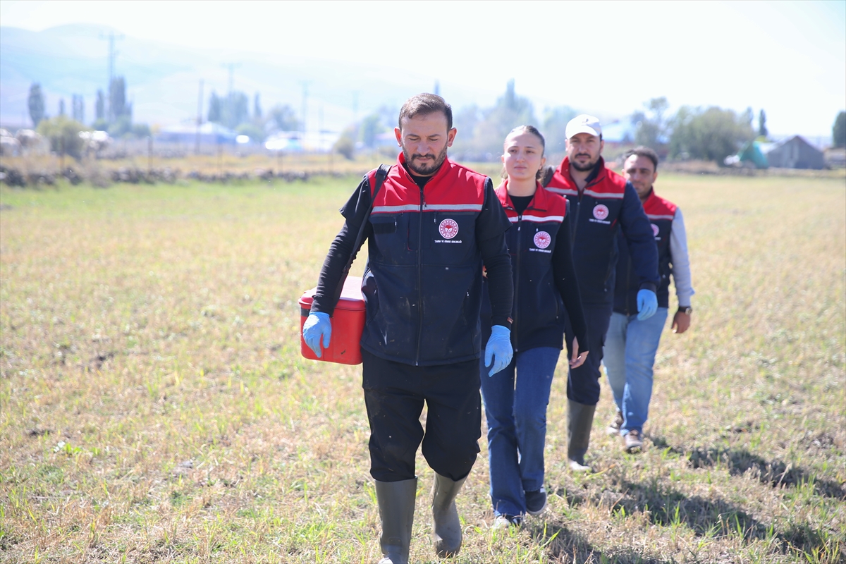 Kars'ta şap hastalığına karşı yoğun aşılama seferberliği