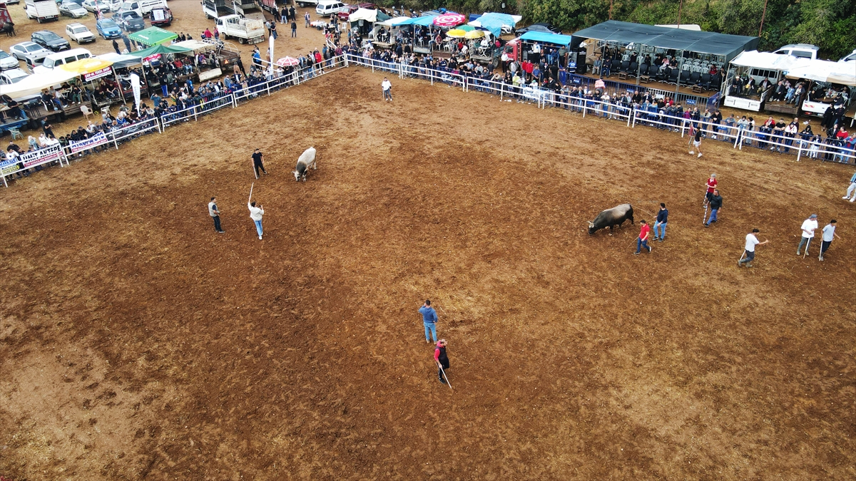 Muğla Menteşe'de boğa güreşleri festivali: 3 bin kişi izledi