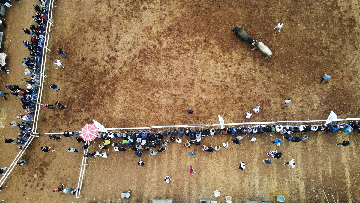 Muğla Menteşe'de boğa güreşleri festivali: 3 bin kişi izledi