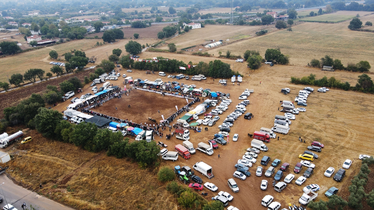 Muğla Menteşe'de boğa güreşleri festivali: 3 bin kişi izledi