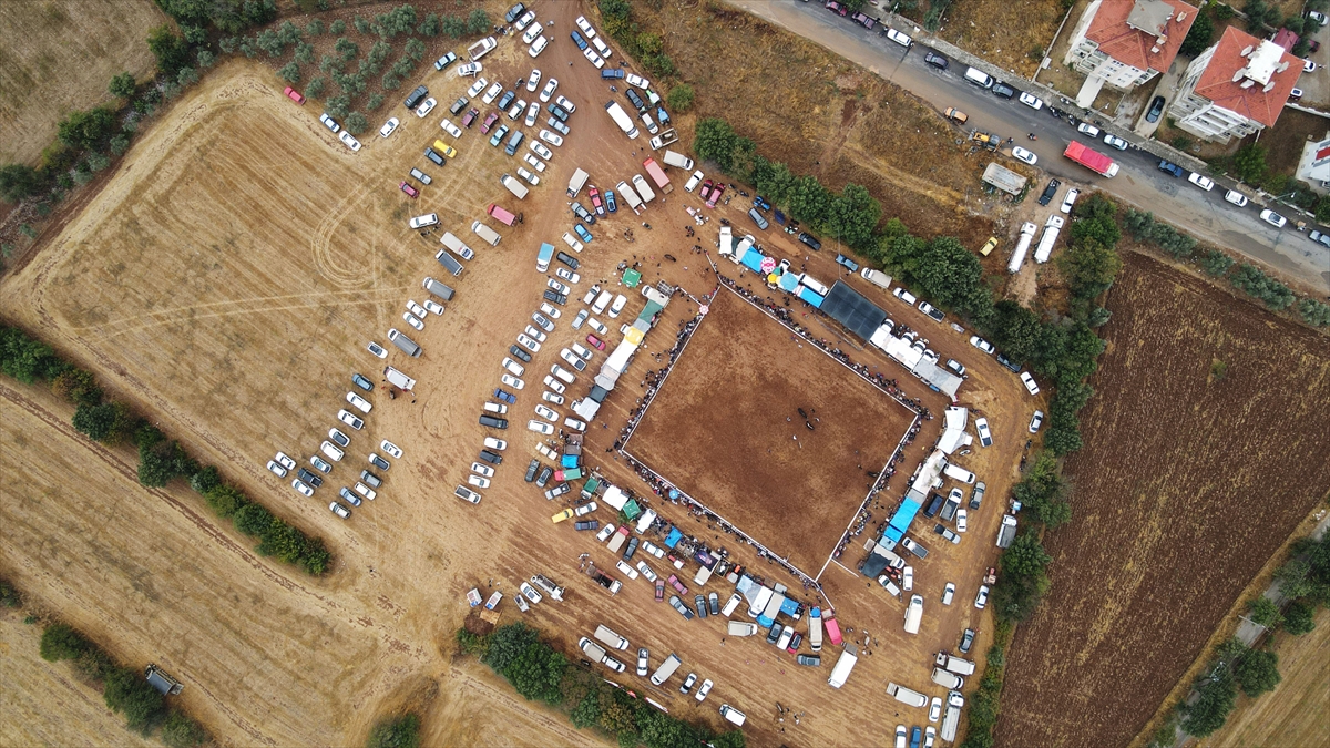 Muğla Menteşe'de boğa güreşleri festivali: 3 bin kişi izledi