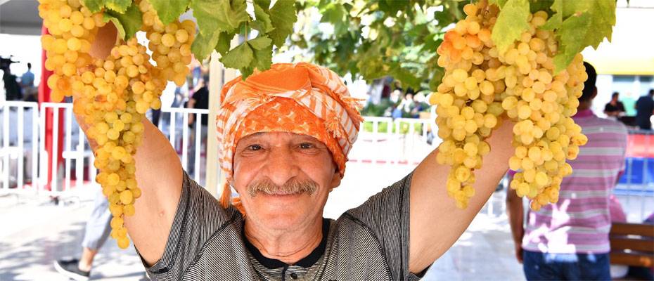 Urla’da 2600 yıllık bağbozumu geleneği yeniden canlanıyor