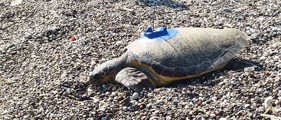 Caretta caretta'lar uydu vericisiyle denize döndü