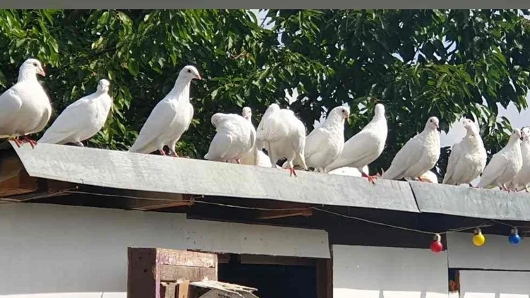 Yarım asırdır güvercin tutkusuyla yaşıyor