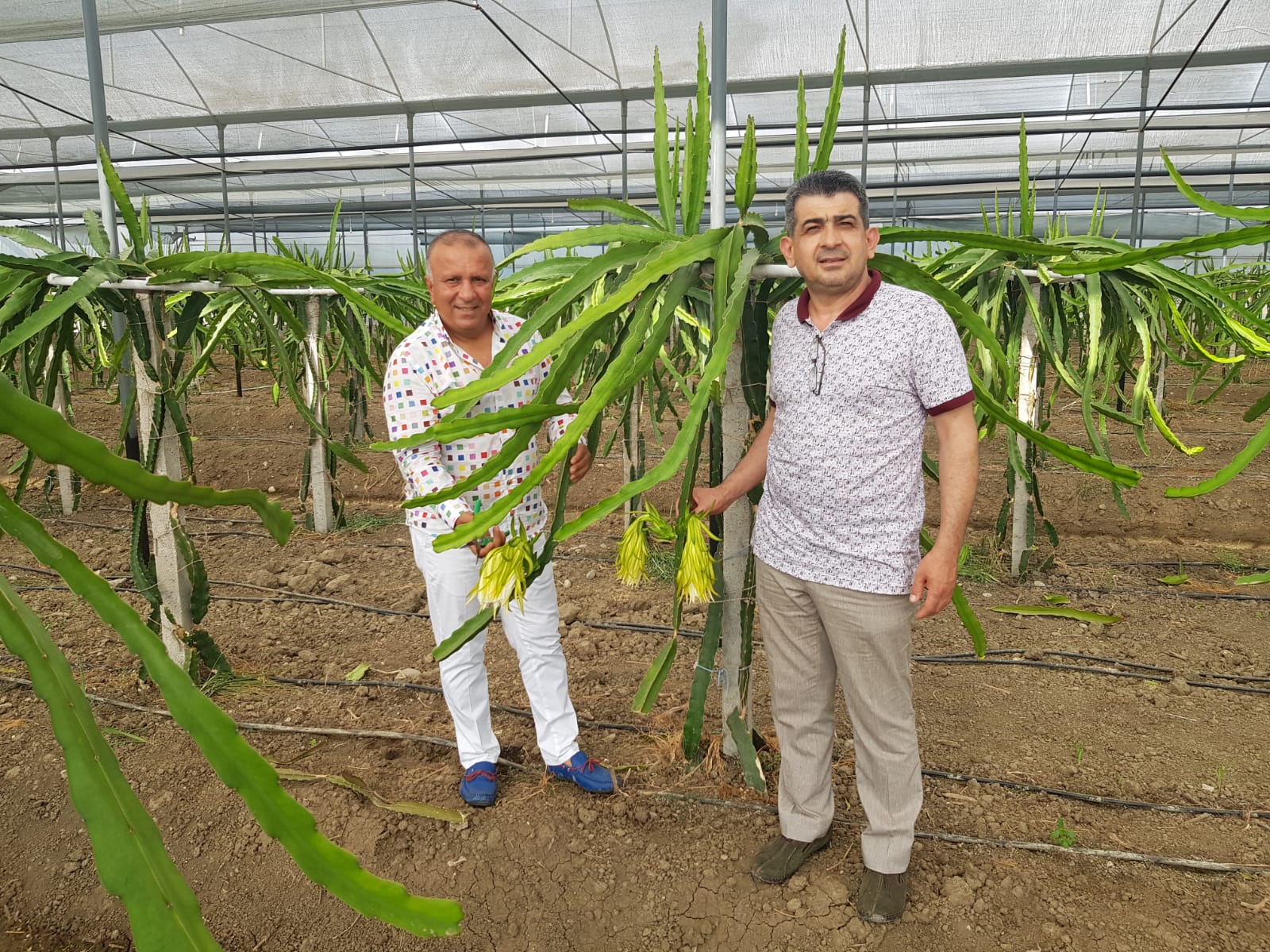 Manavgat'ta muz üretimi uyarısı