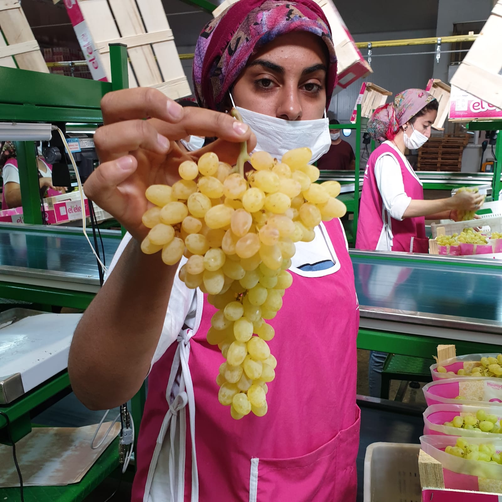 Üzümde ’erken kesim’ ihracatı olumsuz etkiliyor