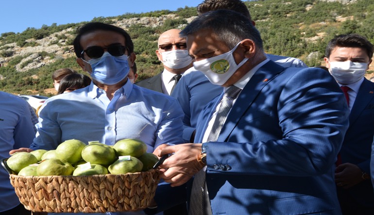 Coğrafi işaretli karyağdı armudu hasadı başladı