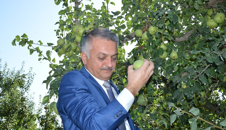 Coğrafi işaretli karyağdı armudu hasadı başladı