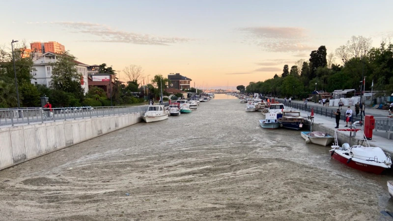 7 Soruda Deniz Salyası Felaketi: ‘‘Marmara Ölüyor’’