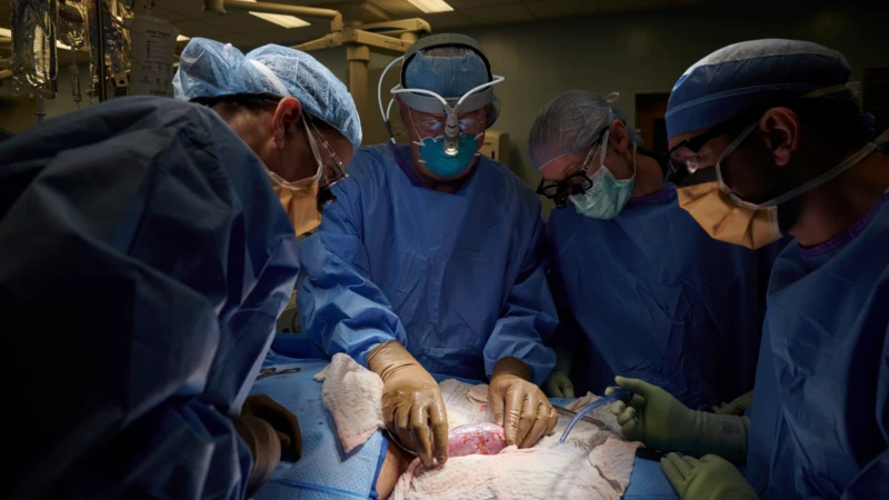 Hayvandan İnsana Organ Naklinde Önemli Adım