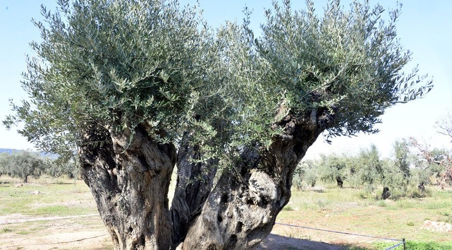 ÖLMEZ AĞACI'MA DOKUNMA