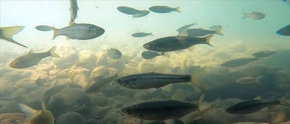 Munzur Çayı su altı güzellikleriyle 'doğal akvaryum' gibi