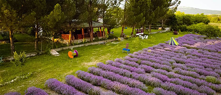 Lavanta tarlaları Safranbolu'nun turizm potansiyeline katkı sağlıyor