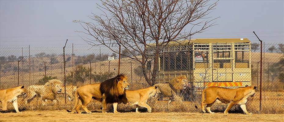 Güney Afrika'da tartışmalı bir turizm sektörü: Tutsak aslan endüstrisi