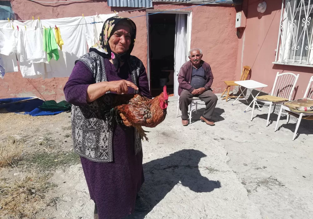 Sivas'ta ayılar köyü bastı ondört tavuk telef oldu