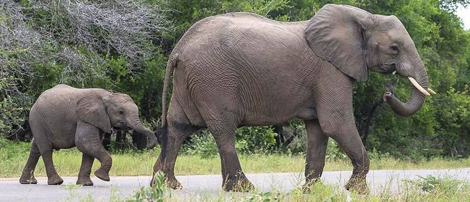 Afrika'nın en önde gelen milli parkı yine Serengeti oldu