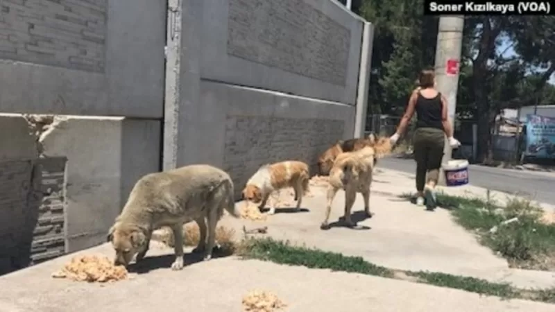 Sokak köpeklerinin sayısı nasıl kontrol altına alınacak?