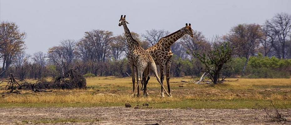Kalahari Çölü'nden Chobe Nehri'ne, Botsvana'nın vahşi doğasına yolculuk
