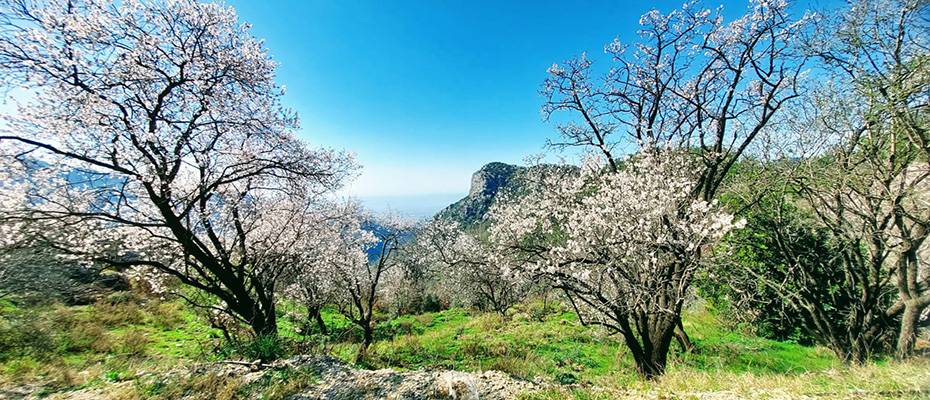 Badem çiçekleri festivale dönüştü
