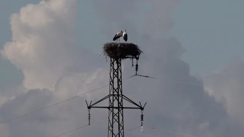 Diyarbakır'daki leylekler artık göçmüyor