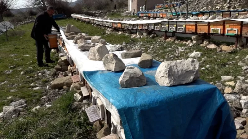 Küresel ısınma ve bilinçsiz ilaçlama Diyarbakır’da on binlerce arının ölümüne neden oldu