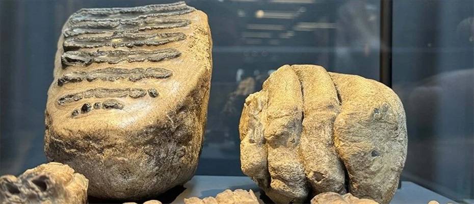 Samsun'da 14 yıl önce tesadüfen bulunan mamut fosilleri sergilenmeye başlandı
