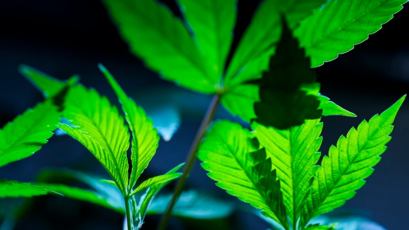 Amerika’da günlük marihuana kullanımı günlük alkol tüketimini geçti
