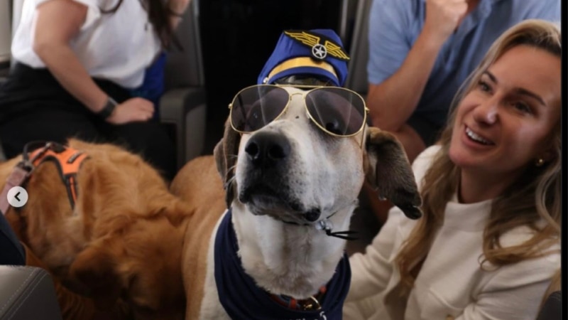 Köpeklere özel havayolu “BARK Air” ilk seferini New York’tan Los Angeles’a yaptı