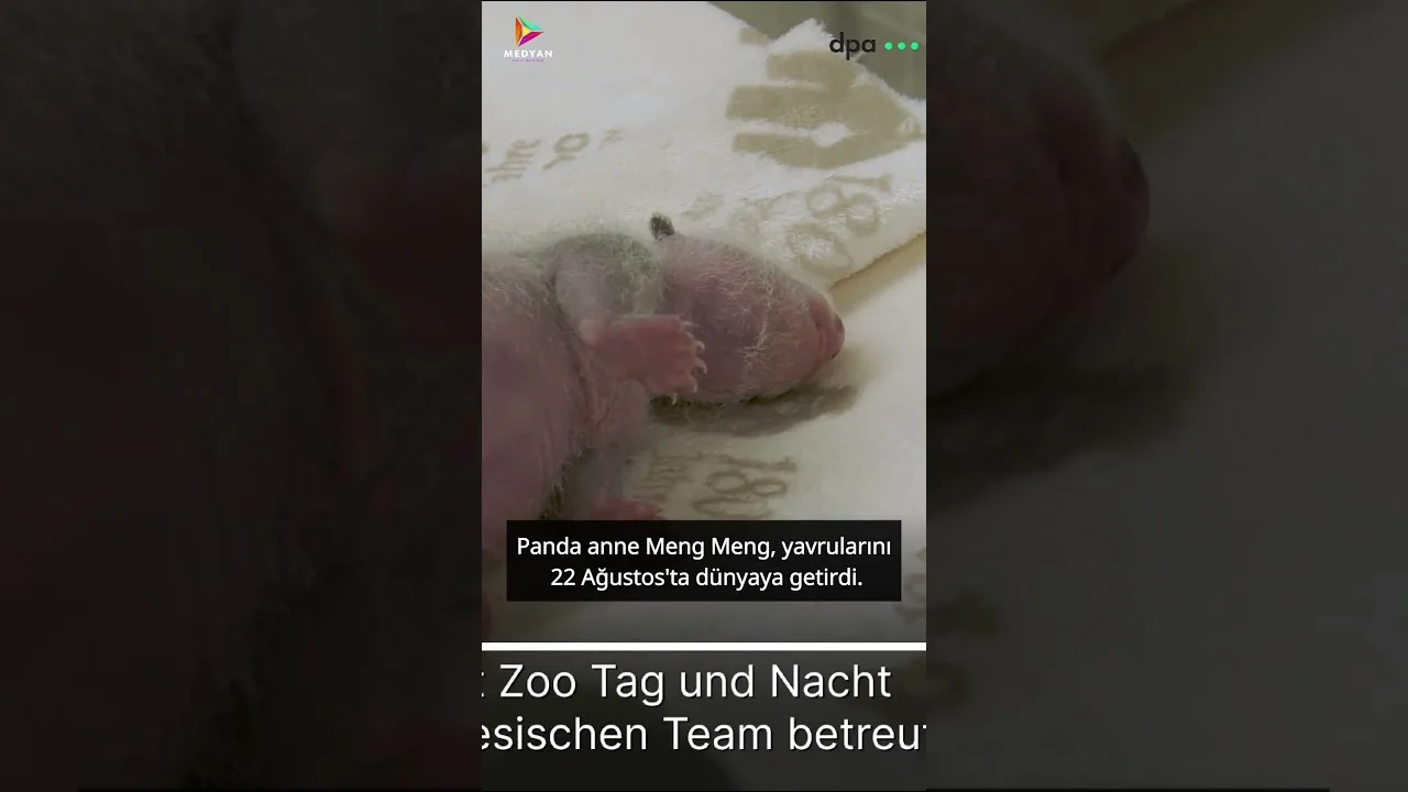 Berlin’de panda ikizleri