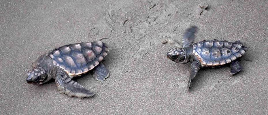Antalya’nın Çıralı sahilinde 4 bin caretta caretta denizle buluştu
