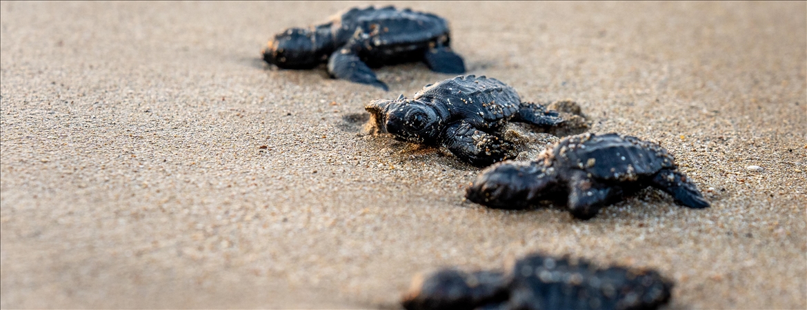 "Miner Turtle" projesiyle 100 bin yavru kaplumbağa denizle buluştu