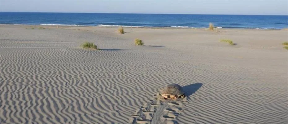 Akdeniz’in incisi Patara eylem planı ile korunacak