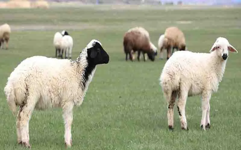 Almanya'da koyunlara ekmek verildi: 21 hayvan telef oldu, soruşturma başlatıldı