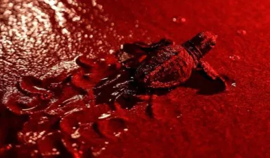 Deniz kaplumbağaları için kırmızı ışık dönemi